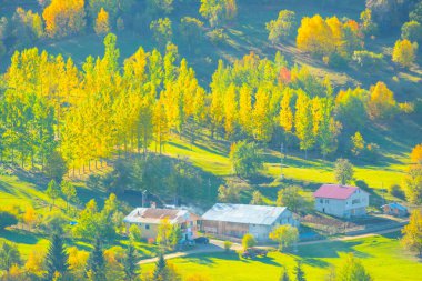 Sonbaharda Duzce 'deki yaylada Chaletler