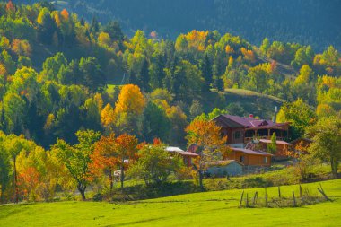 Sonbaharda Duzce 'deki yaylada Chaletler