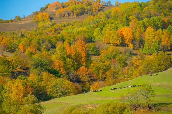 Chalets Het Plateau Duzce Herfst — Stockfoto