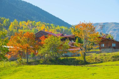 Sonbaharda Duzce 'deki yaylada Chaletler