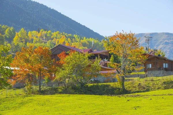 Sonbaharda Duzce 'deki yaylada Chaletler