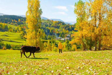 Sonbahar manzarası ve sarı yapraklar. Kastamonu 'nun Kre Dağları Milli Parkı' ndaki Ilca köyündeki geleneksel evler