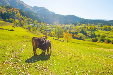 Sonbahar manzarası ve sarı yapraklar. Kastamonu 'nun Kre Dağları Milli Parkı' ndaki Ilca köyündeki geleneksel evler