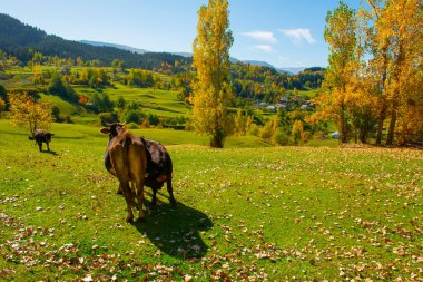 Sonbahar manzarası ve sarı yapraklar. Kastamonu 'nun Kre Dağları Milli Parkı' ndaki Ilca köyündeki geleneksel evler