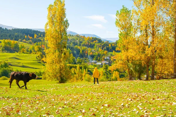Sonbahar manzarası ve sarı yapraklar. Kastamonu 'nun Kre Dağları Milli Parkı' ndaki Ilca köyündeki geleneksel evler