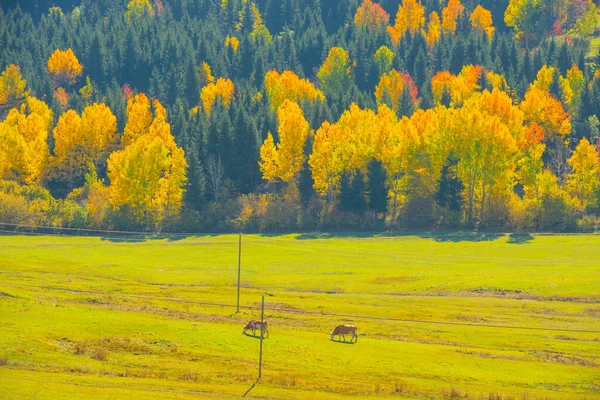 Herfst Landschap Gele Bladeren Traditionele Huizen Ilca Dorp Kre Mountains — Stockfoto