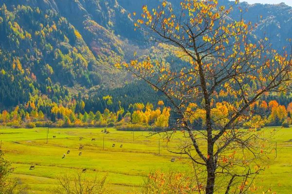 Осенний Пейзаж Желтые Листья Традиционные Дома Деревне Илка Национальном Парке — стоковое фото