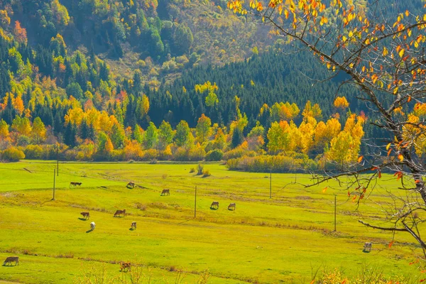 秋の風景と黄色の葉 トルコのKre山国立公園 Kastamou Ilca村に伝統的な住宅 — ストック写真
