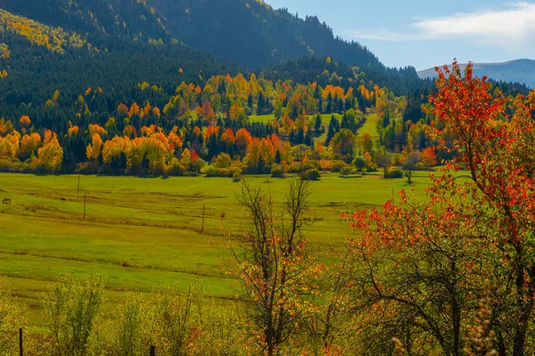 Herbstliche Landschaft Und Gelbe Blätter Traditionelle Häuser Ilca Dorf Kre — Stockfoto