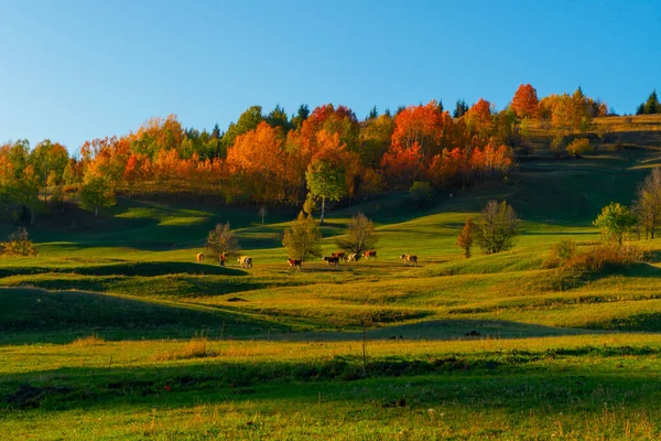 stock image avat is the town and center of Artvin province, at the eastern end of the Black Sea Region.