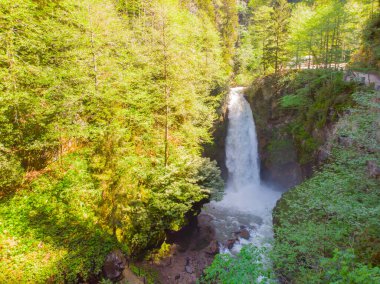 Yeşil Ormanda Palovit Şelalesi, Rize, Türkiye