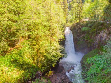 Yeşil Ormanda Palovit Şelalesi, Rize, Türkiye