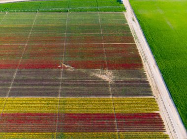Renkli laleler tarlası. Konya, Türkiye