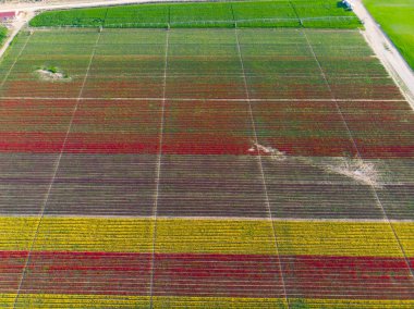 Renkli laleler tarlası. Konya, Türkiye