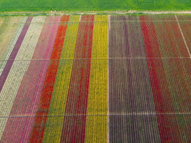 Renkli laleler tarlası. Konya, Türkiye
