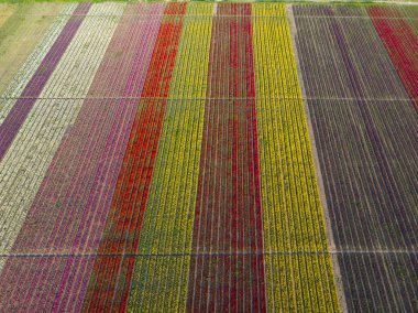 Renkli laleler tarlası. Konya, Türkiye