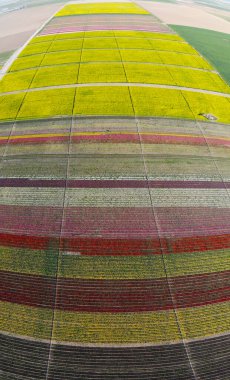 Renkli laleler tarlası. Konya, Türkiye