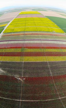Renkli laleler tarlası. Konya, Türkiye