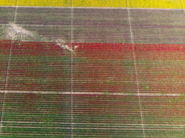 Renkli laleler tarlası. Konya, Türkiye