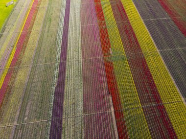 Renkli laleler tarlası. Konya, Türkiye