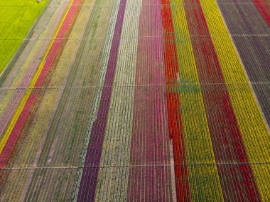 Renkli laleler tarlası. Konya, Türkiye