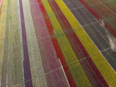 Renkli laleler tarlası. Konya, Türkiye