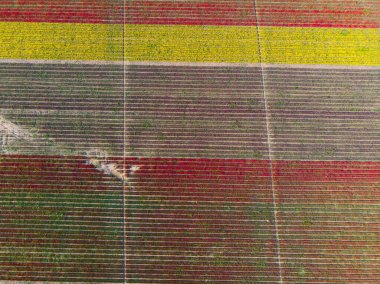 Renkli laleler tarlası. Konya, Türkiye