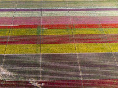 Renkli laleler tarlası. Konya, Türkiye