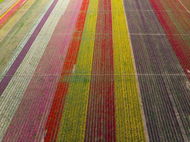 Renkli laleler tarlası. Konya, Türkiye