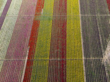 Renkli laleler tarlası. Konya, Türkiye