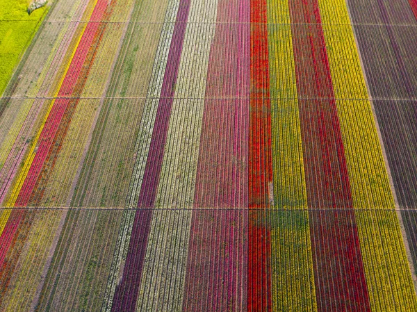 Field Colorful Tulips Konya Turkey — Stock Photo, Image