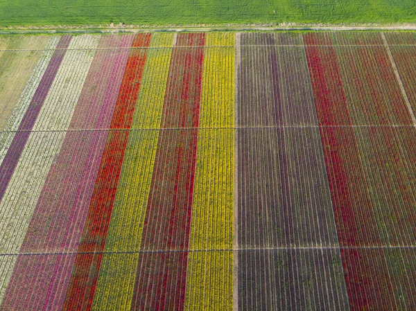 Field Colorful Tulips Konya Turkey — Stock Photo, Image
