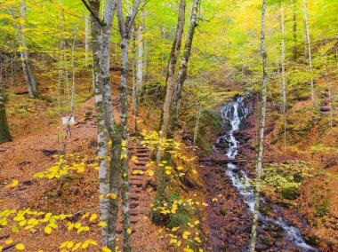 Bulutların üzerindeki sonbahar ormanı - Yedigoller, Türkiye - Yedigoller, Türkiye 'nin Yedigoller Park Bolu kentindeki sonbahar manzarası