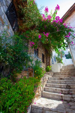 Güzel çiçekler Ortakent Türkiye'deki deniz feneri geçmiş ufka uzanan mavi/yeşil denizler ile görülebilir