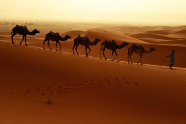 Develi Tuareg, Fas 'taki Sahra Çölü' nün batı kesiminde çölde yürüyor. Sahra Çölü dünyanın en büyük sıcak çölüdür..