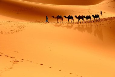 Develi Tuareg, Fas 'taki Sahra Çölü' nün batı kesiminde çölde yürüyor. Sahra Çölü dünyanın en büyük sıcak çölüdür..