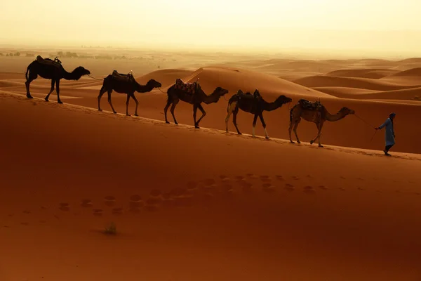Tuareg Camels Walk Thru Desert Western Part Sahara Desert Morocco — Stock Photo, Image