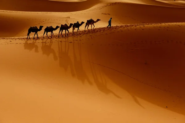 ラクダとタアレグは モロッコのサハラ砂漠の西部の砂漠を歩く サハラ砂漠は世界最大の熱い砂漠です — ストック写真