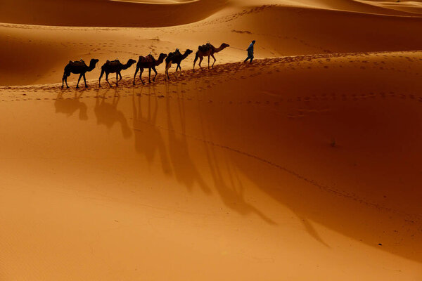 Tuareg with camels walk thru the desert on the western part of The Sahara Desert in Morocco. The Sahara Desert is the world's largest hot desert.
