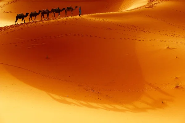 ラクダとタアレグは モロッコのサハラ砂漠の西部の砂漠を歩く サハラ砂漠は世界最大の熱い砂漠です — ストック写真