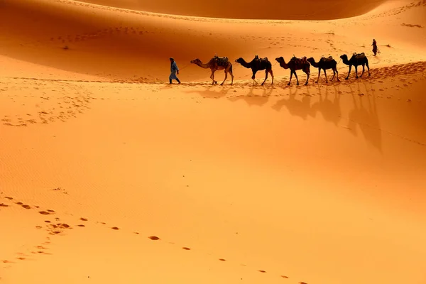 Tuareg Velbloudy Procházejí Pouští Západní Části Saharské Pouště Maroku Saharská — Stock fotografie