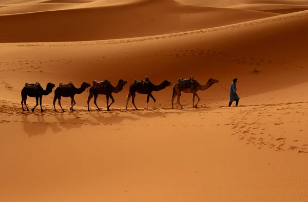 Tuareg Med Kameler Genom Öknen Västra Delen Saharaöknen Marocko Saharaöknen — Stockfoto