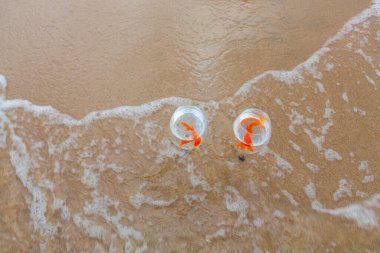 Denizde küçük akvaryumlar ve balıklar.