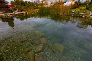 Göldeki renkli balıklar.