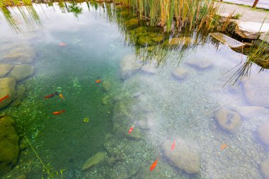 Göldeki renkli balıklar.