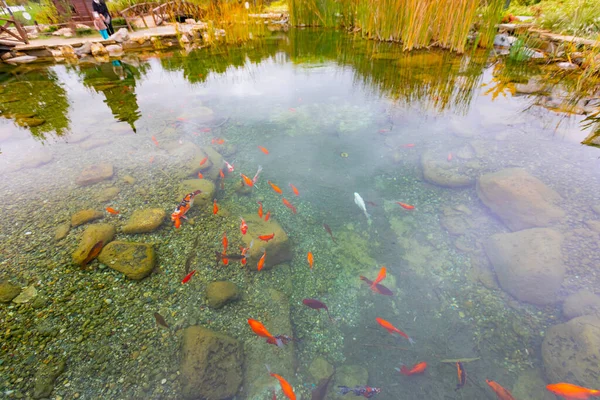 Colorful fish in the lake.