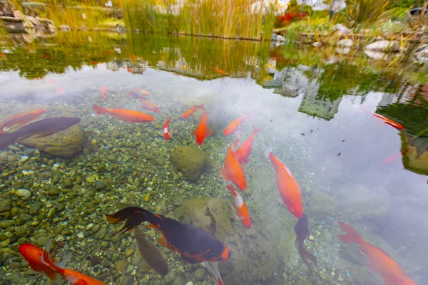 Göldeki Renkli Balıklar — Stok fotoğraf