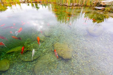 Göldeki renkli balıklar.