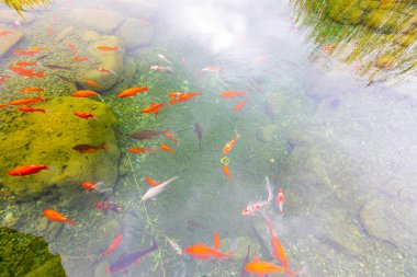 Göldeki renkli balıklar.