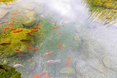 Göldeki renkli balıklar.